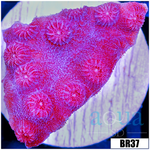 Grape Cyphastrea