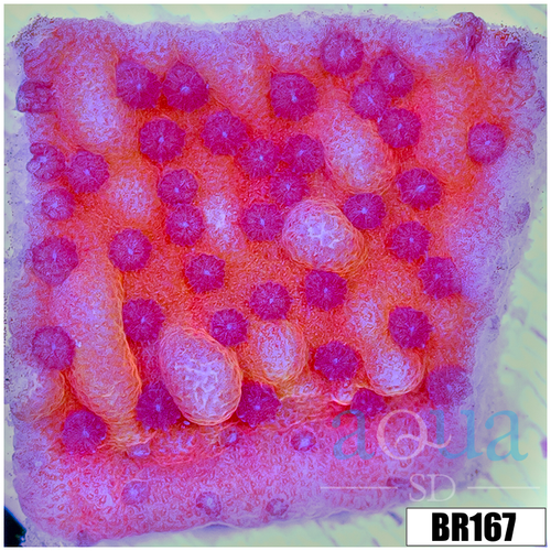 Orange Phoenix Montipora
