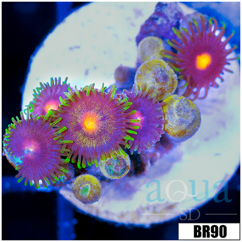 Sunflower Zoanthids