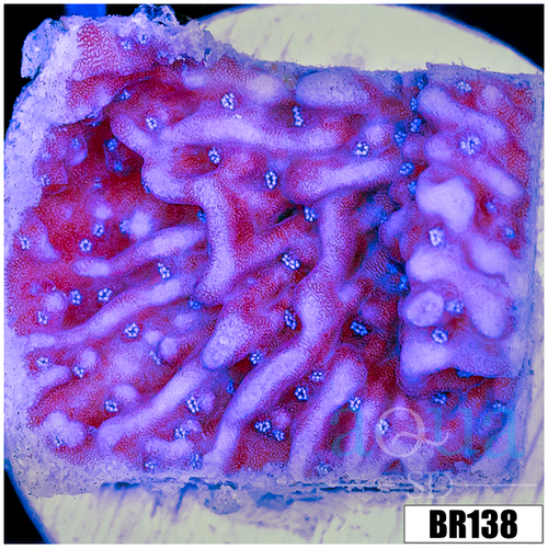 Purple Haze Montipora