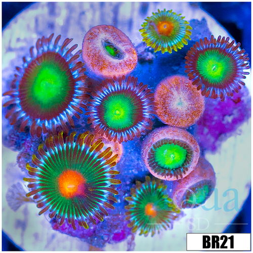 ASD Combo Zoanthids