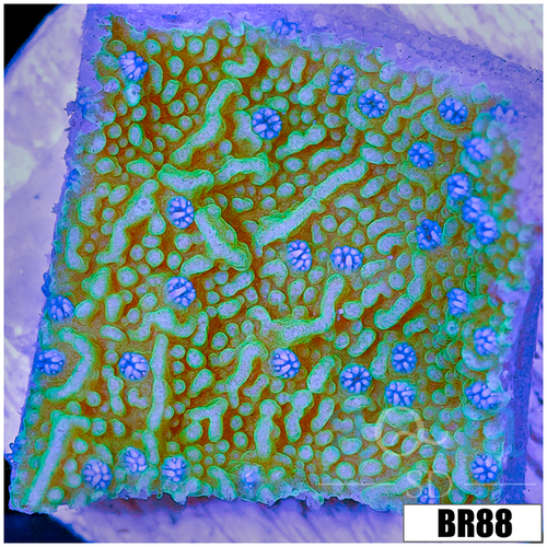 Blueberry Fields Montipora