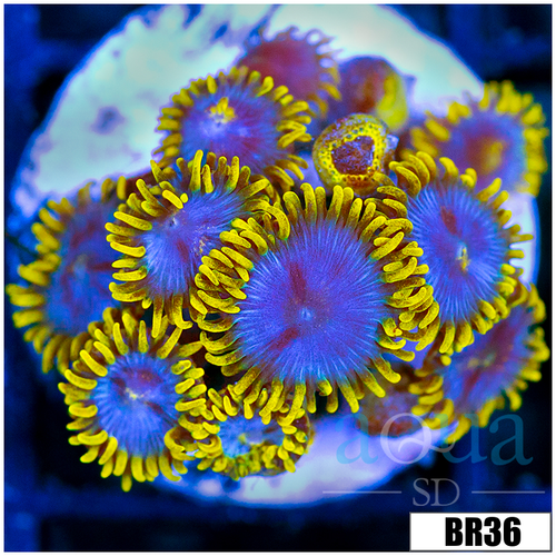 Blowpop Zoas