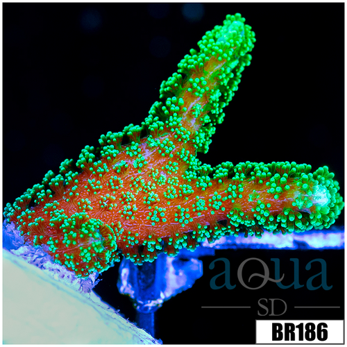 Indo Birdsnest Frag