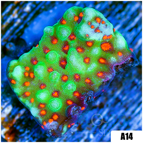 Chili Pepper Montipora