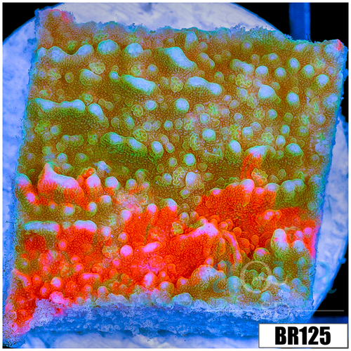ASD Grafted Montipora