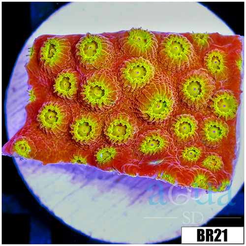 Golden Cyphastrea