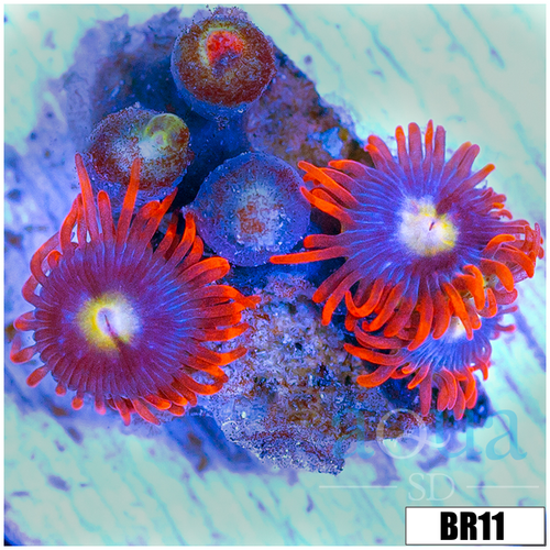 Fire And Ice Zoas
