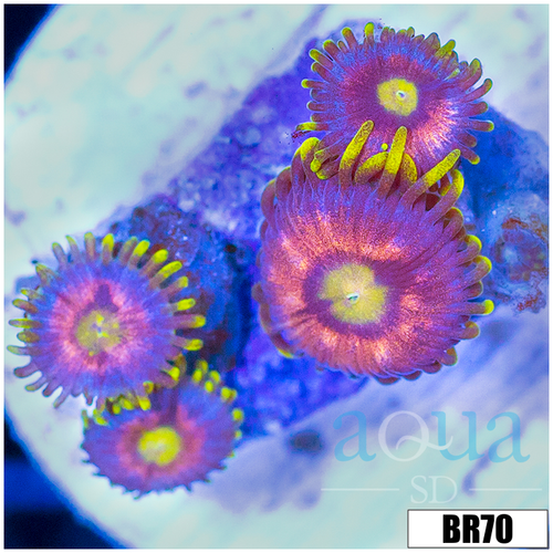 Sunflower Zoanthids