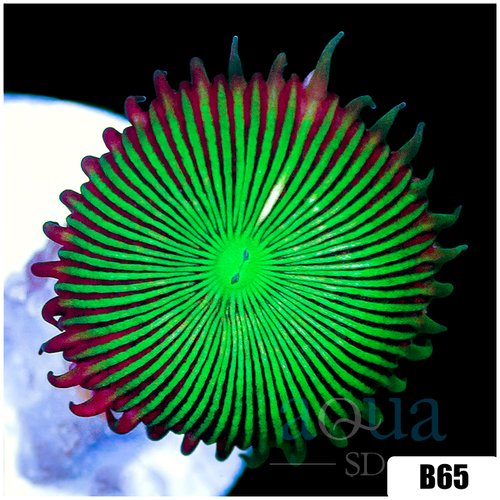 Flytrap Palys