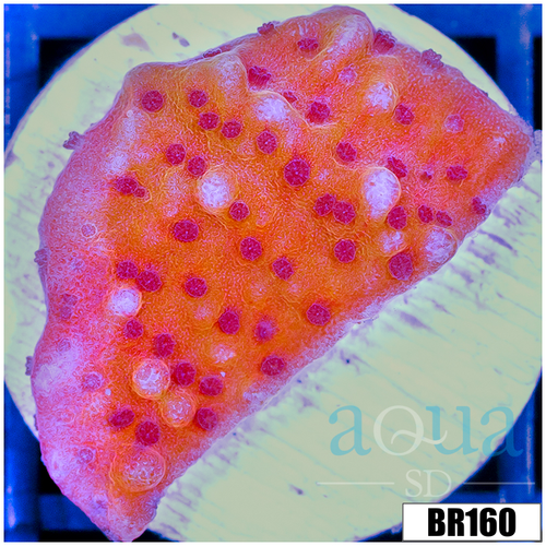 Orange Phoenix Montipora