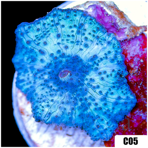 Blue Man Discosoma