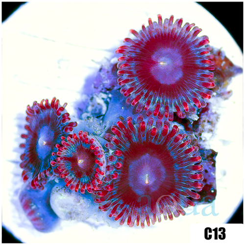 Shadow Fire Zoas