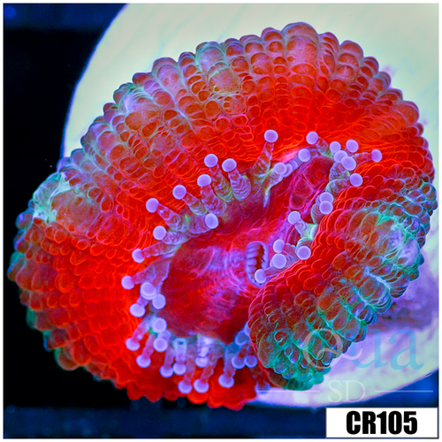 Teal Claw Acan Lord