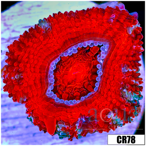 Peppermint Candy Acan Lord