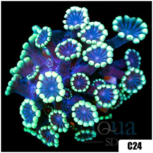 Green Petals Alveopora