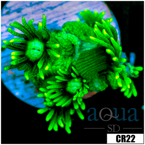 Neon Star Goniopora