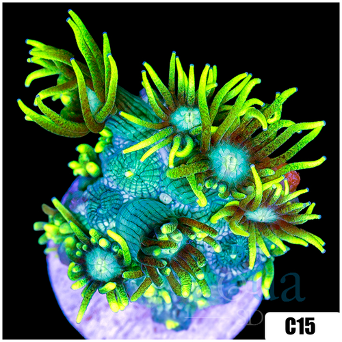 Neon Star Goniopora