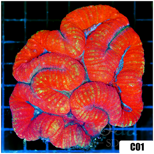 Orange Julious Lobophyllia