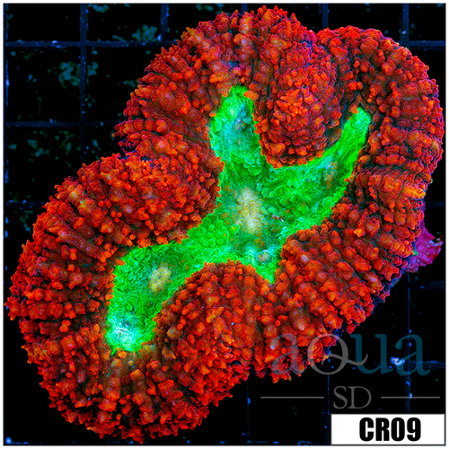 Lava Rim Symphyllia