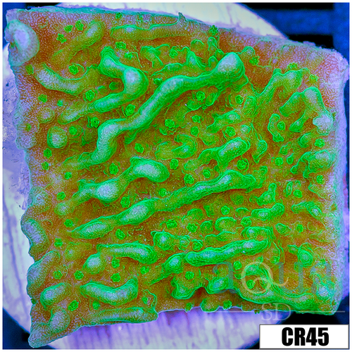 Nuclear Montipora