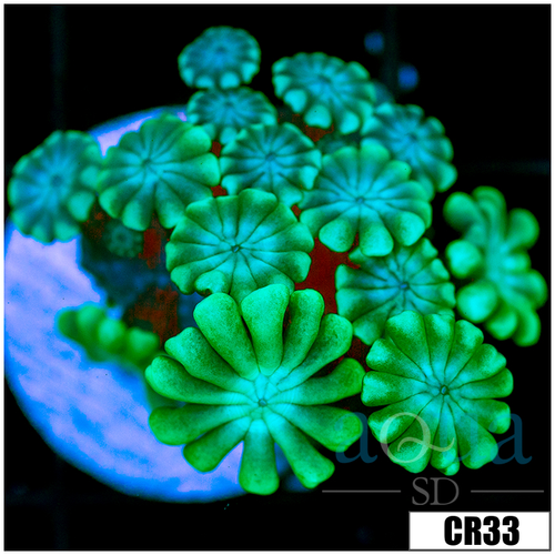 Green Petals Alveopora
