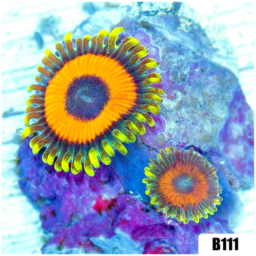 Watermelon Rasta Zoanthids