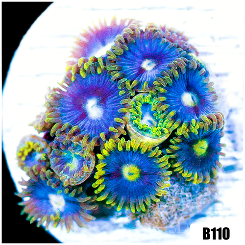 Blowpop Zoanthids