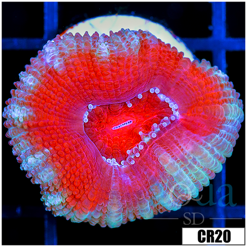 Snow Claw Acan Lord