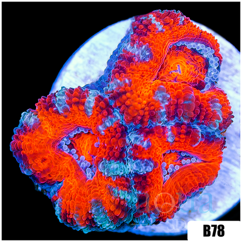 Peppermint Candy Acan Lord