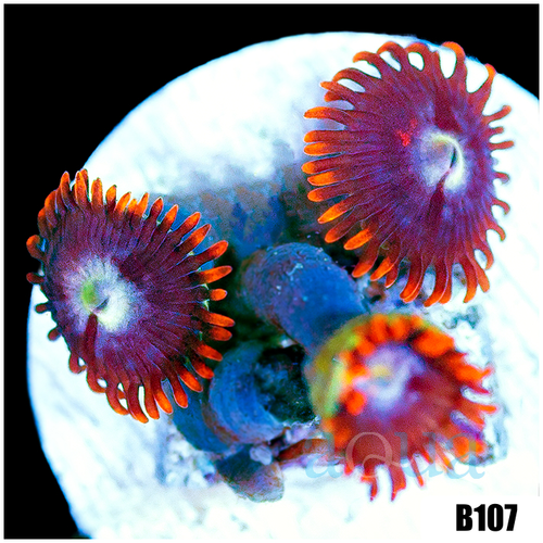 Fire And Ice Zoas