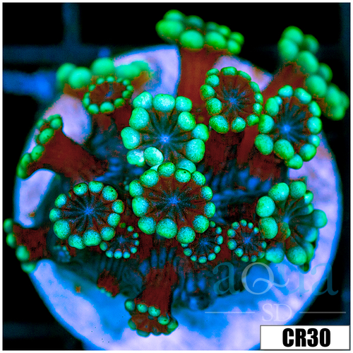 Green Petals Alveopora