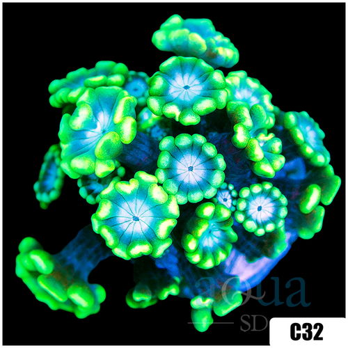 Green Petals Alveopora