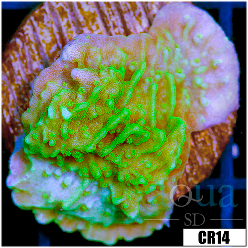 Nuclear Montipora