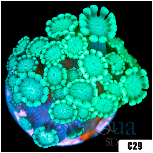 Green Petals Alveopora