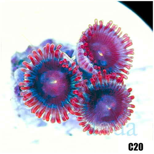 Shadow Fire Zoas