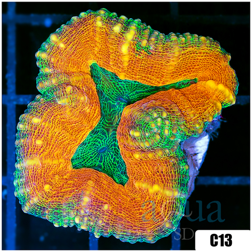 Aussie Ultra Lobophyllia