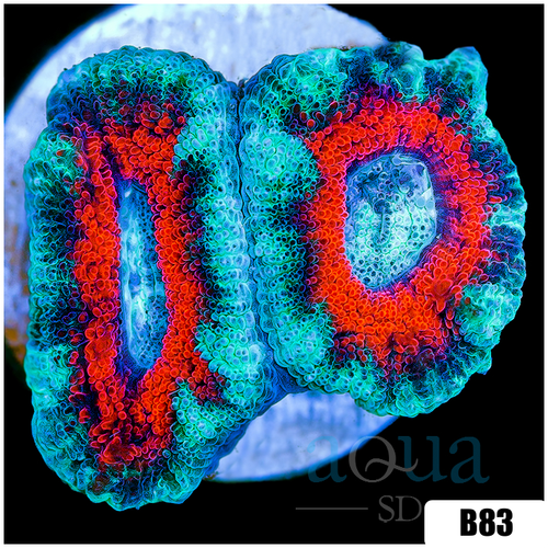 Ice Core Acan Lord