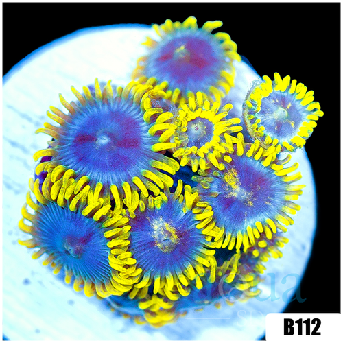 Blowpop Zoanthids