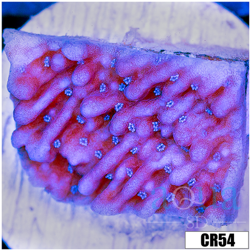 Purple Haze Montipora