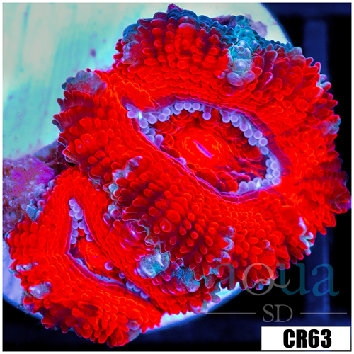 Peppermint Candy Acan Lord