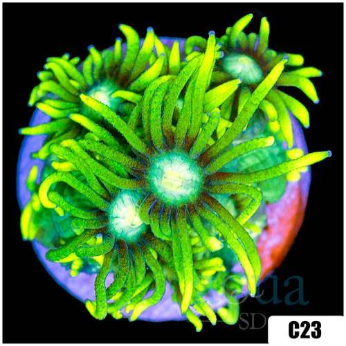 Neon Star Goniopora