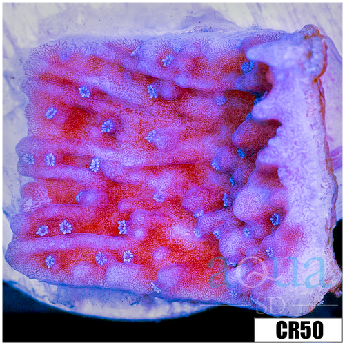 Purple Haze Montipora