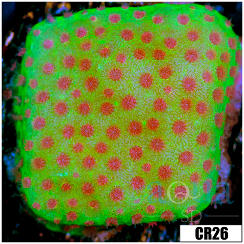 Strawberry Feilds Montipora