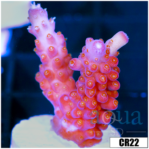 BC Unicorn Bubblebath Acropora