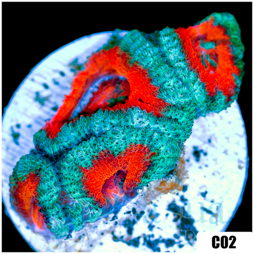 Teal Claw Acan Lord