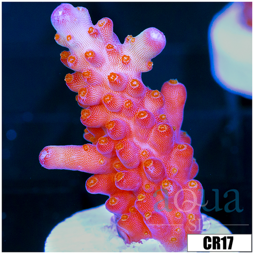 BC Unicorn Bubblebath Acropora