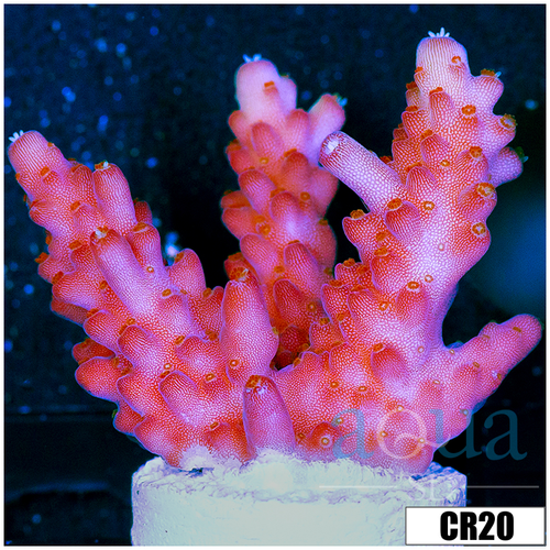 BC Unicorn Bubblebath Acropora