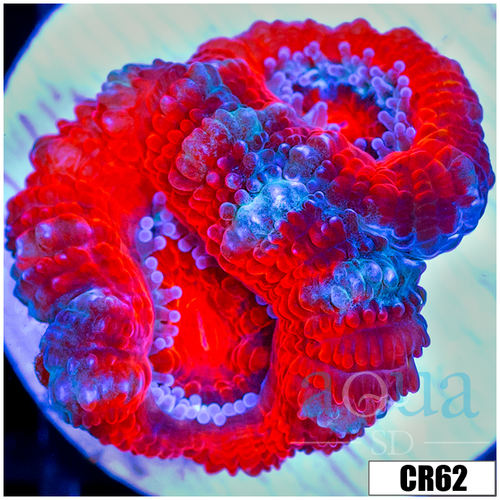 Peppermint Candy Acan Lord
