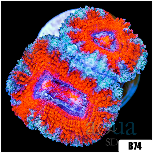 Teal Claw Acan Lord